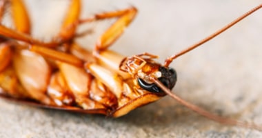 cockroach control essendon