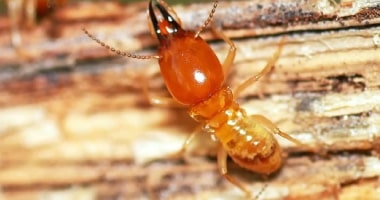 termites control essendon